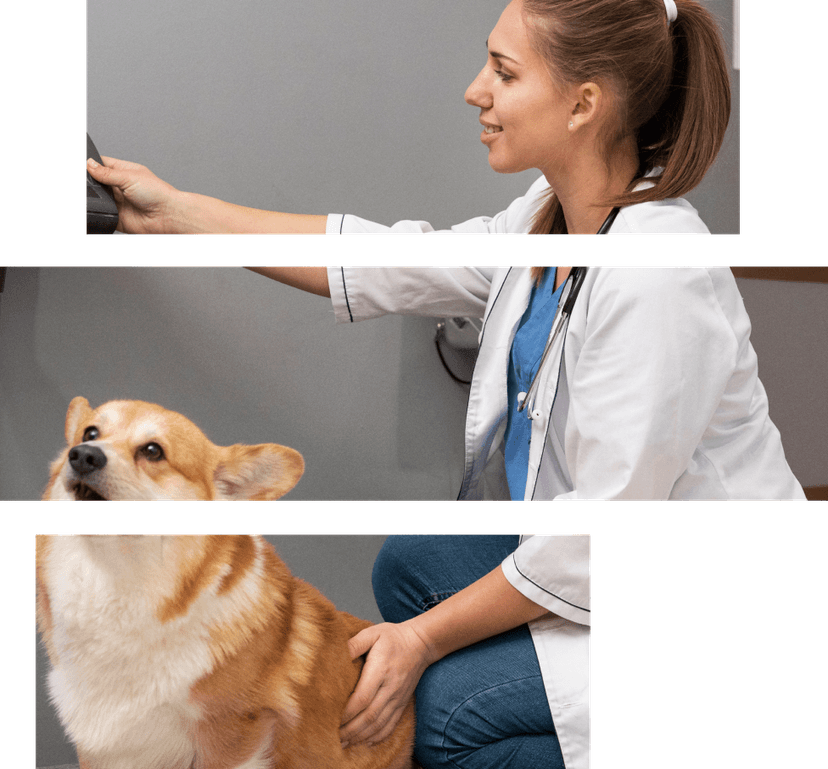 Expert competency for veterinary care